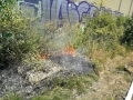 edf