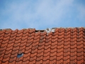 DSC_0004.JPG