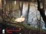 Verletzter Schwan auf Ratsteich 04.01.2017