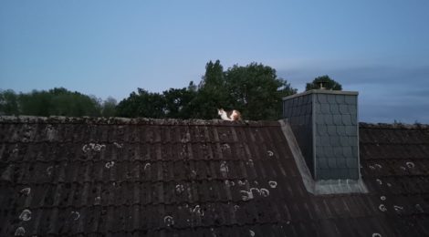 106. Hilfeleistung - - Tierrettung - Katze auf Dach