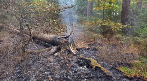 192. WB1 - Bodenfeuer im Unterholz